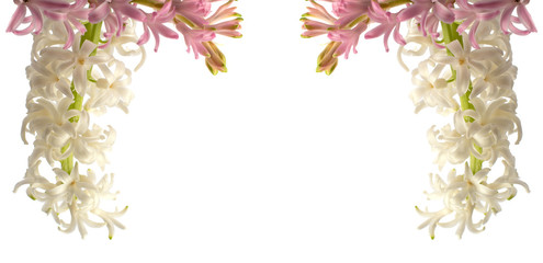 white and pink sprig of Hyacinth flower close up on isolated background with space for text for your creativity