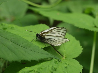 Insects: butterfly, dragonfly, grasshopper