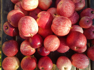 fresh red apples on a wooden table