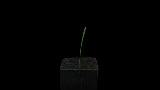 Time-lapse of germinating microgreens wheat sead 3a4 in 4K PNG+ format with ALPHA transparency channel isolated on black background