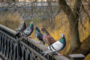 Fototapeta premium A group of beautiful pigeons in the park on the railing of the fence.