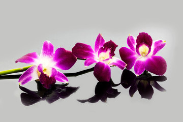 Purple Thai orchid flowers on a dark background