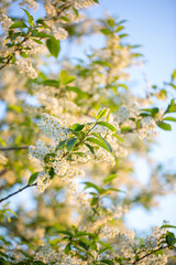 Spring blossom bird cherry branch
