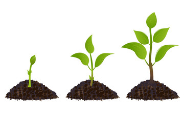 pflanze, wachstum, blatt, isoliert, green, boden, existenz, keimen, baum, natur, neu, wei&szlig;, jung, welt, keimling, ackerbau, gering, anbau, dirt, fr&uuml;hling, umwelt, baugrund, botanik, gartenarbeit, wach