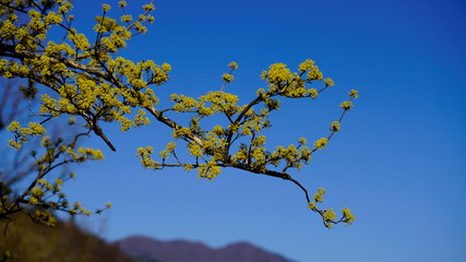 a beautifully blossomed Cornelian cherry flowers
