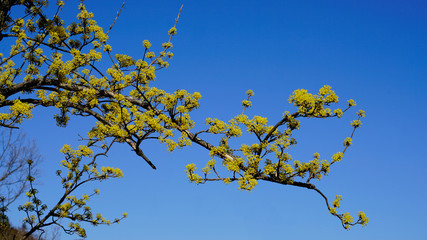 a beautifully blossomed Cornelian cherry flowers