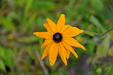 yellow flower in the garden