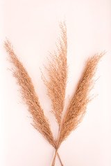 Dried natural pampas grass. Minimal concept. Flat lay, copy space, top view.