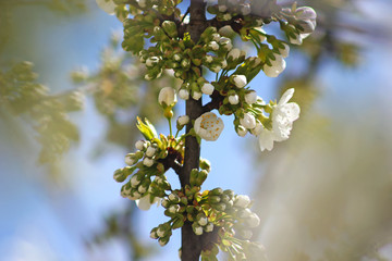 Cherry branch with white flowers. Blossom sakura in garden. Nature backdrop. Spring flowers. Springtime.