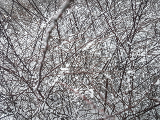 Winter branches of trees in hoarfrost on background snow and white sky