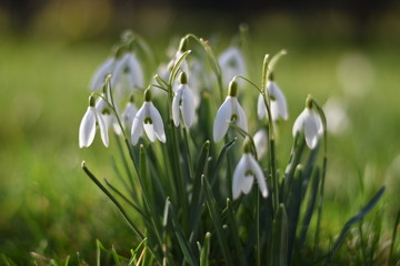 Schneeglöckchen (Galanthus)