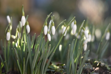 Obraz premium Schneeglöckchen (Galanthus)