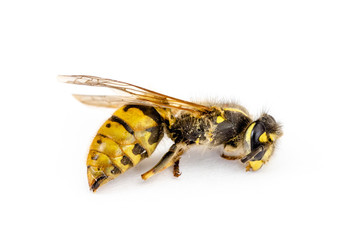 eine tote Wespe vor weißem Hintergrund