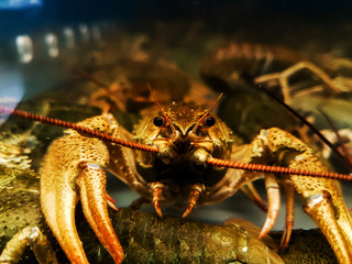 close up. crayfish behind the glass aquarium