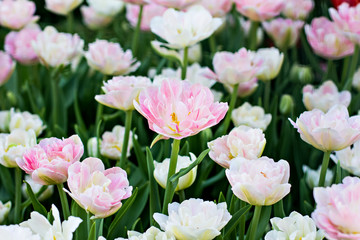 Obraz premium Field, flower bed with pink tulips