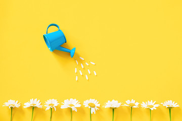 Watering white chamomiles from small blue watering can on yellow background. Creative concept of...