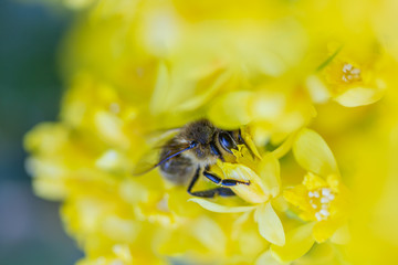 eine Honigbiene sammelt an einer Blume (Mahonie) Honig