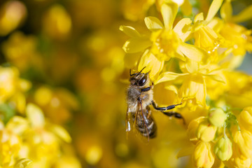 eine Honigbiene sammelt an einer Blume (Mahonie) Honig
