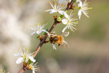 eine Honigbiene sammelt an einer weißen Blüte Honig