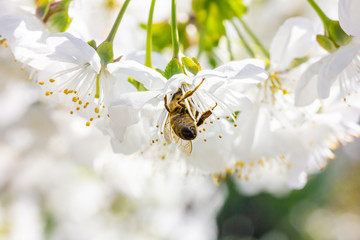 eine Honigbiene sammelt an einer weißen Blüte Honig