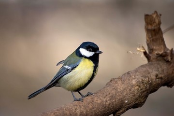 Great tit eats sunflower seed on a tree branch