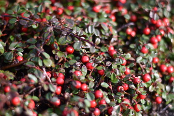 Zwergmispel (Cotoneaster) - rote Beeren im Sonnenlicht