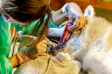 ein Zahnarzt entfernt bei einem Hund (Akita Inu) Zahnstein 