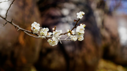 beautiful plum blossoms and traditional  Korean jar