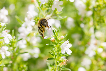 eine Honigbiene sammelt an einer weißen Blüte Honig