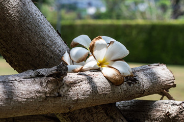 the thailand's flowers