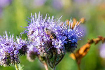 Rainfarn-Büschelschön (Phacelia tanacetifolia), eine Pflanze auf einem Feld, die im Herbst wächst