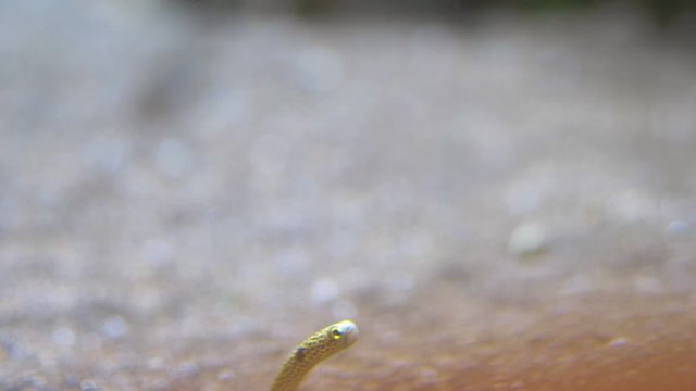 Snake fish coming out from the sand in 4k slow motion 60fps