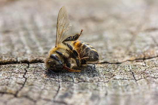 eine tote Biene liegt auf einem Holzstamm