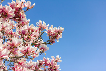 Nahaufnahme von einer  rosa Magnolie im Frühling