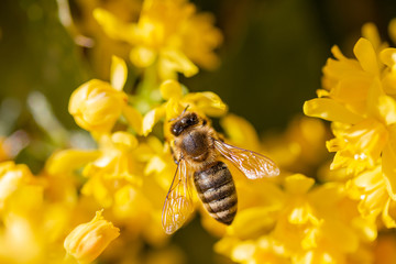 eine Honigbiene sammelt an einer Blume (Mahonie) Honig