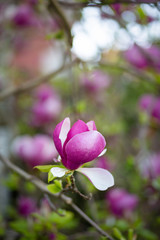 Close up of pink magnolia flower bud. Flower background. Spring card. Magnolia blossom.