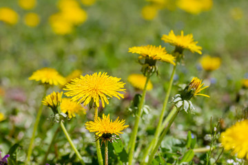 Gewöhnliche Löwenzahn blüht auf einer schönen grünen Wiese im Frühling