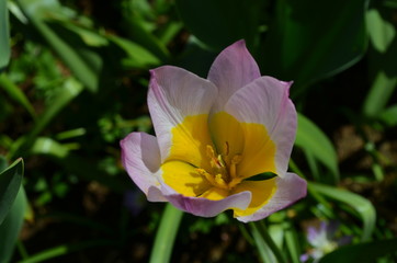 Top view of one light pink and yellow tulip in a garden in a sunny spring day, beautiful outdoor floral background photographed with soft focus