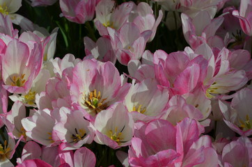 Side view of many vivid pink and white tulips in a garden in a sunny spring day, beautiful outdoor floral background photographed with soft focus