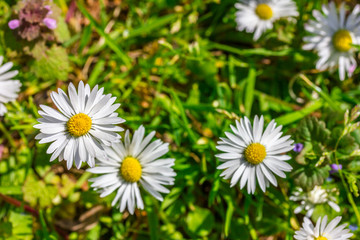 Fototapeta premium Gänseblümchen auf einer Wiese im Frühling