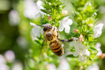 eine Honigbiene sammelt an weiße Kirschblüten Honig