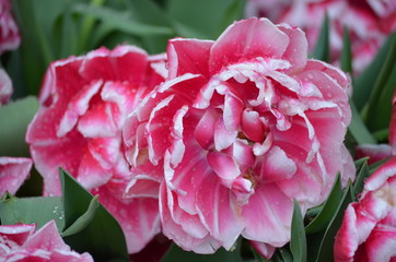 Fototapeta premium Top view of one vivid pink and white tulip in a garden in a sunny spring day, beautiful outdoor floral background photographed with soft focus