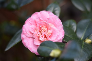 Garten-Kamelie - rosa Blüte