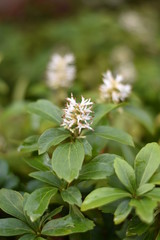Blühender Japanischer Ysander (Pachysandra terminalis)