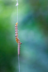 Gespinstmotten hängen an einem dünnen Faden