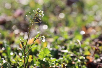 Spring in the morning dew, nature wakes up