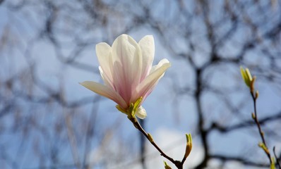 Blossoming pink and white magnolia. Large magnolia flowers. Abundant flowering.