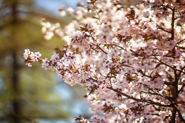 Large pink tree flowers in spring close-up. Cherry cherry blossoms in the Park. The season of flowering and allergies in gardens and on city streets. Beautiful bouquet of fresh flowers.