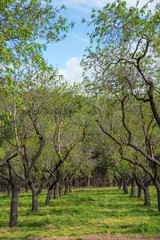 Fototapeta na wymiar Perspective of a row of almond trees in spring with blue sky in Madrid, Spain. In vertical