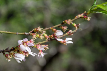 Close-up of a blossoming almond branch with bokeh background. In Madrid Spain. Horizontal